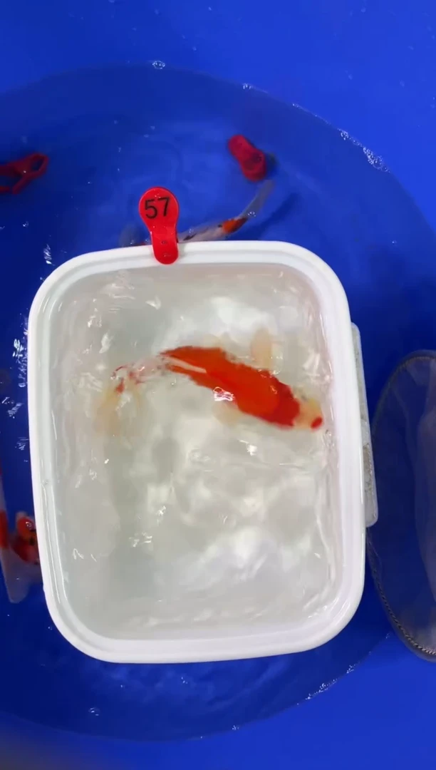 锦鲤活体二号链接