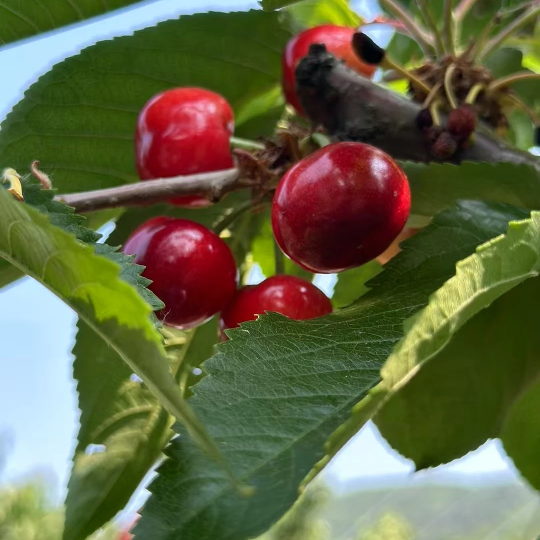 大连陆地头茬沙王 樱桃5斤装J，10克左右新鲜水果沙王