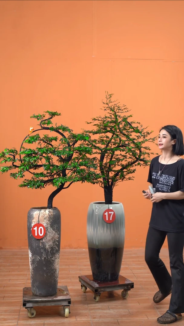 无花朵大****吗广东小叶紫檀