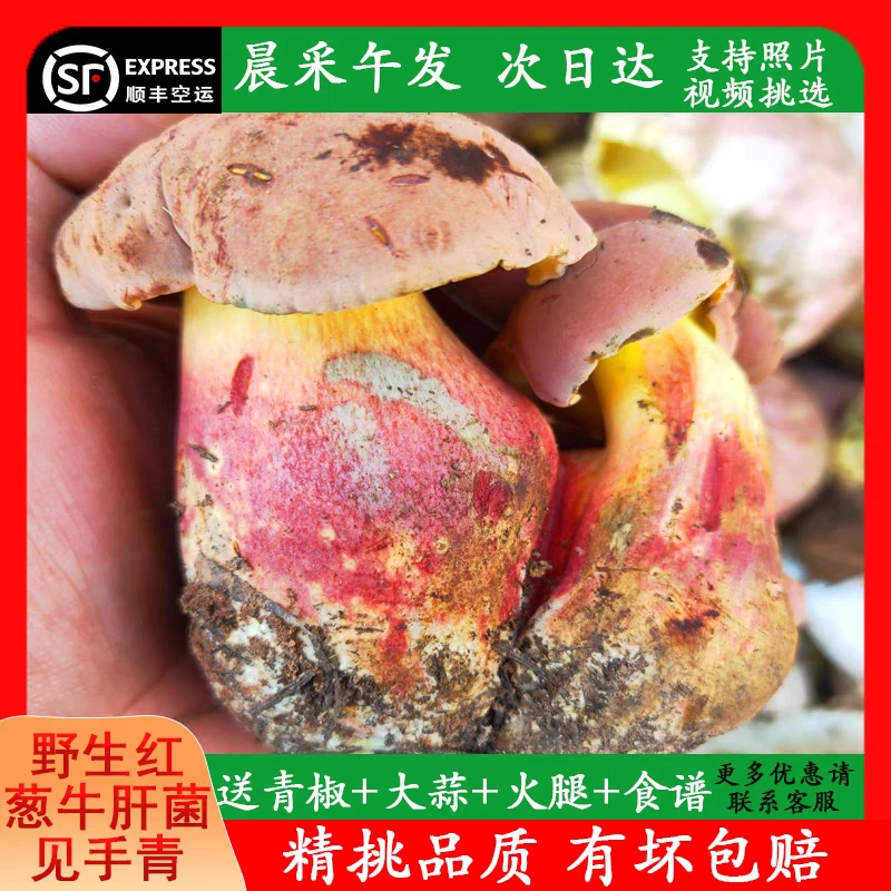 云南楚雄本地野生菌红葱见手青新鲜空运采摘优质500g-1000g