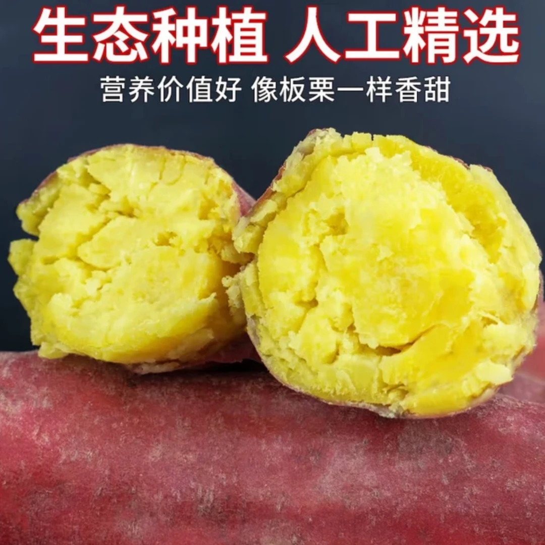 正宗沙地板栗红薯新鲜现挖粉糯香甜龙九番薯好吃