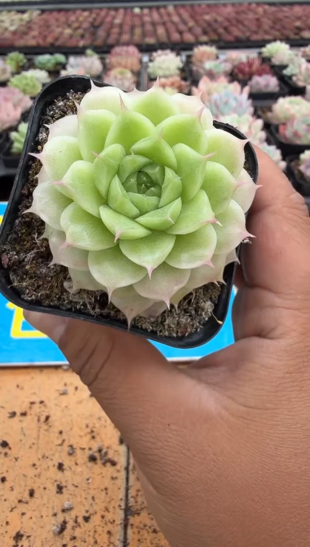 东云多肉园二店-326