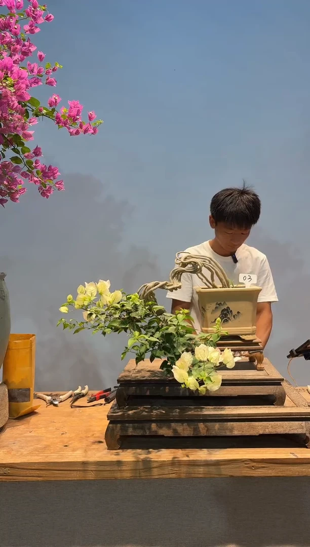 无花朵aa三角梅专场一物一拍03