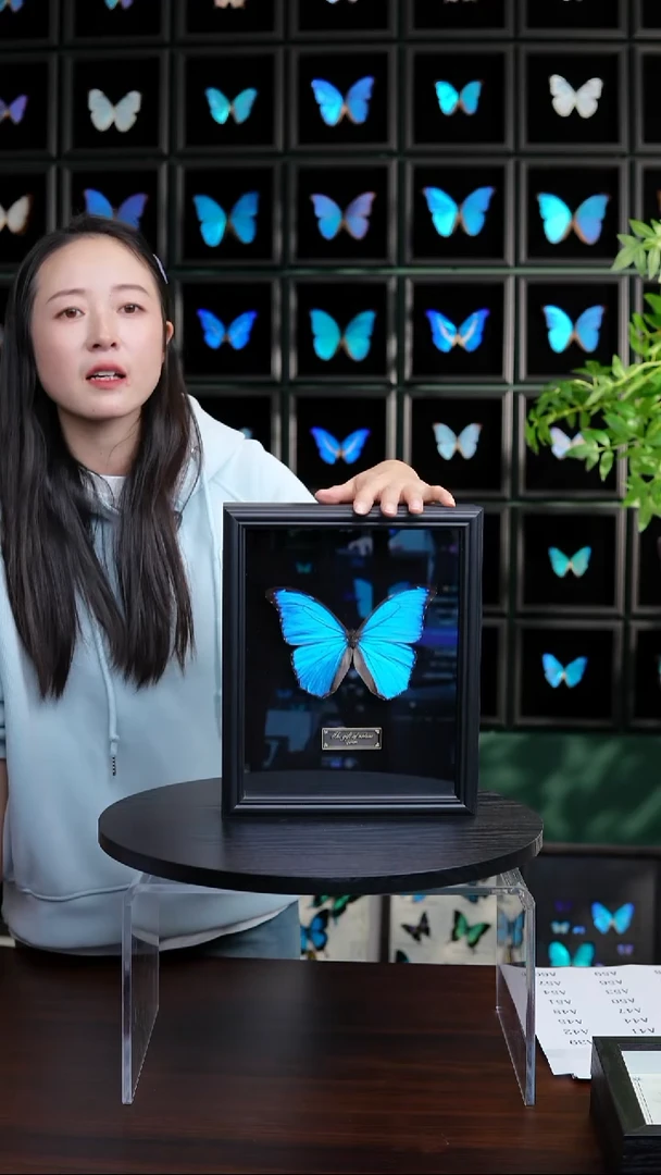 大蓝闪蝶黑绒底版10寸欧式框（带证书）