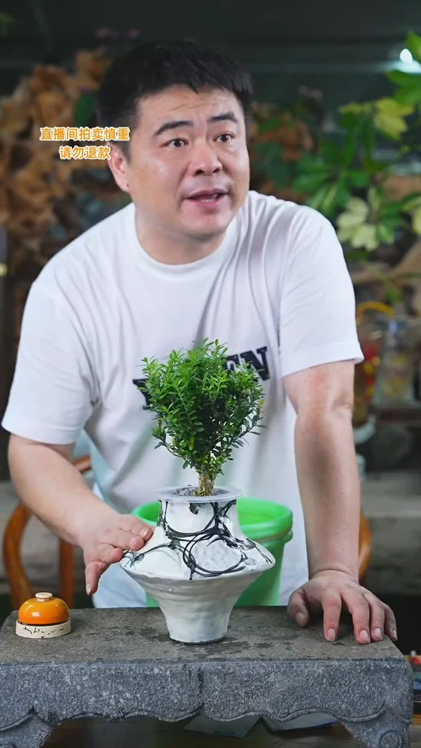 当前无花栽培后可以开花黄杨314HT(釉色不指定)