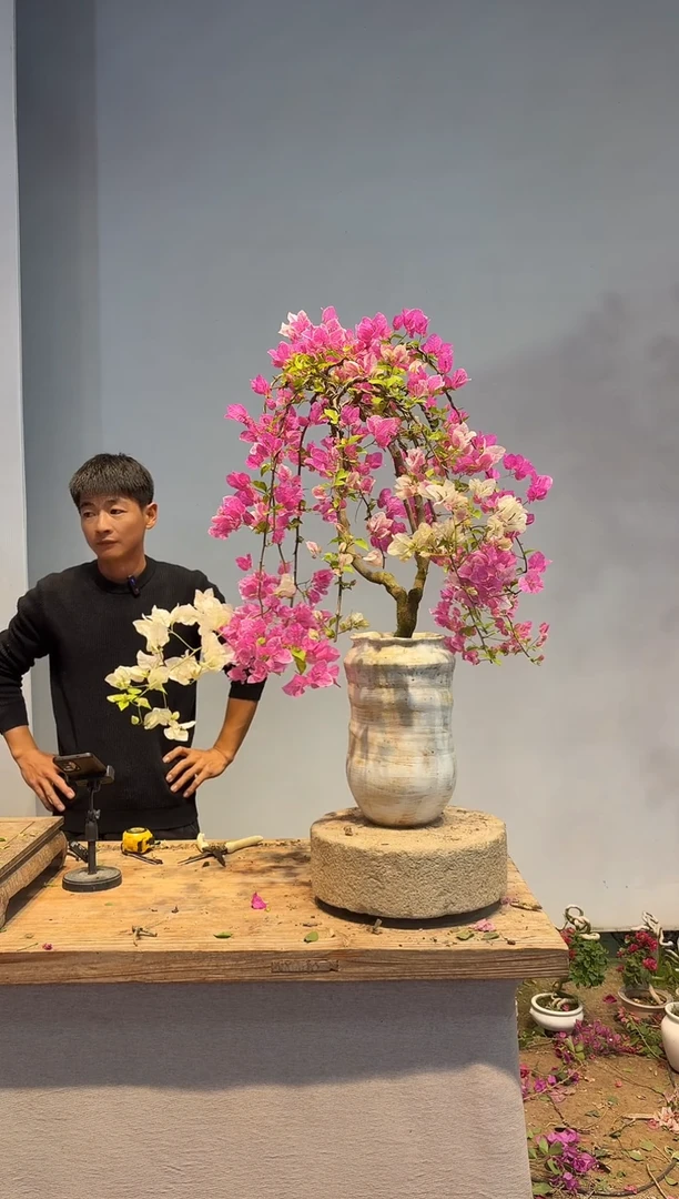 以实际为准三角梅A33