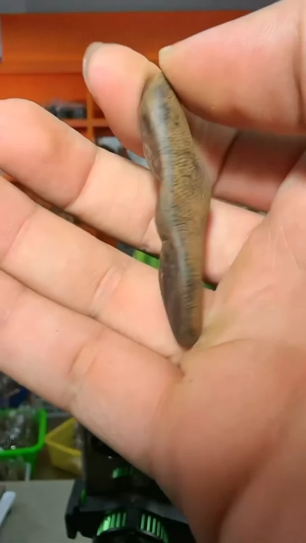 沉香吊坠306号多样性发一