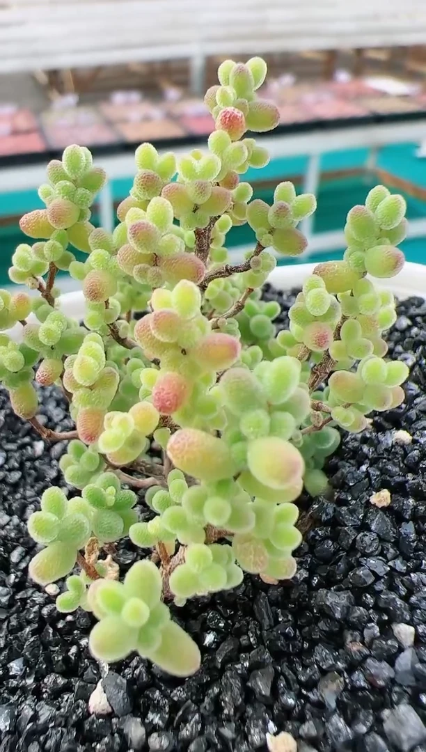 【闪购商品】蜜橘糖球一颗