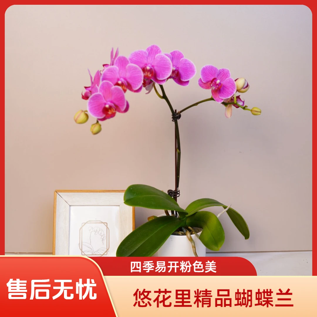 蝴蝶兰【缤纷安妮】全花开花珠发货