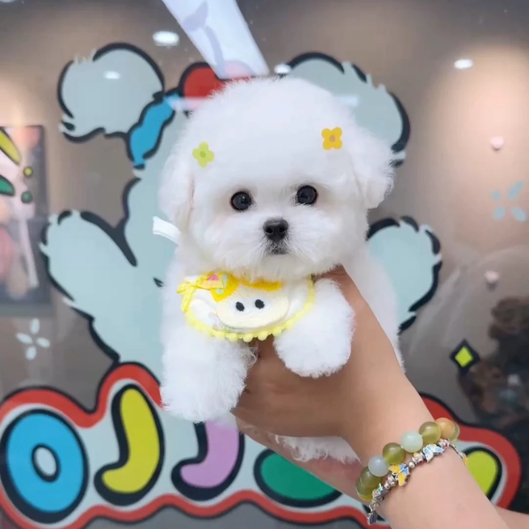 Pet-可爱甜美比熊泰迪熊马尔泰约克夏马尔济斯西高地陪伴治愈犬