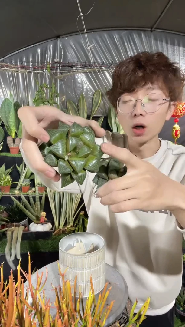 【闪购商品】青蟹玉露2棵9.9脱土