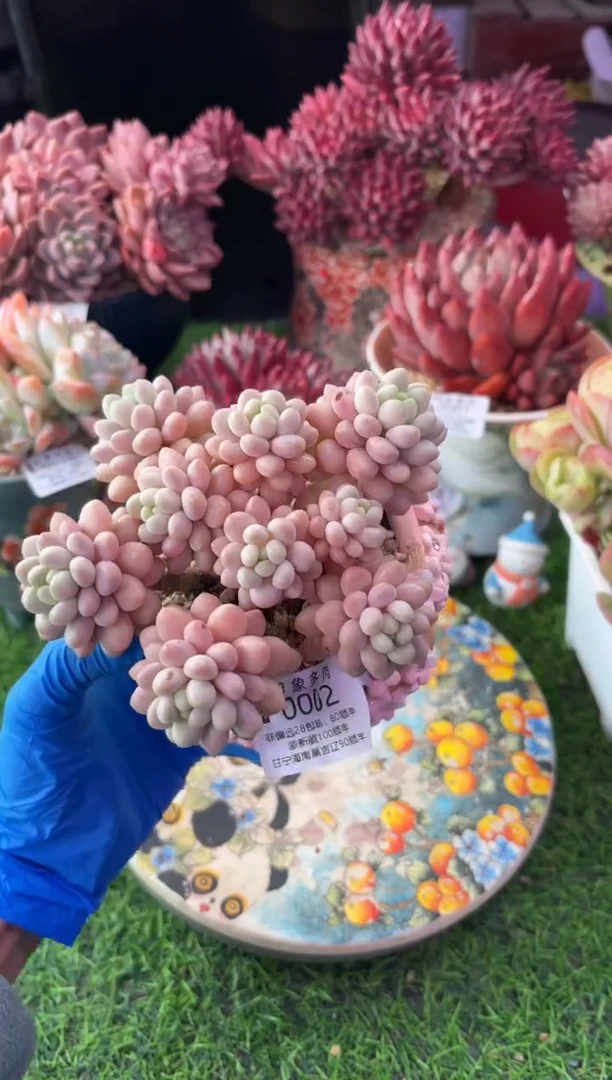 昆明印象多肉0002