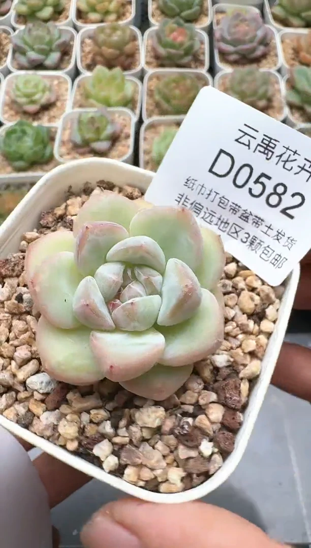 582D云禹多肉植物 带盆土纸巾打包 3颗包邮