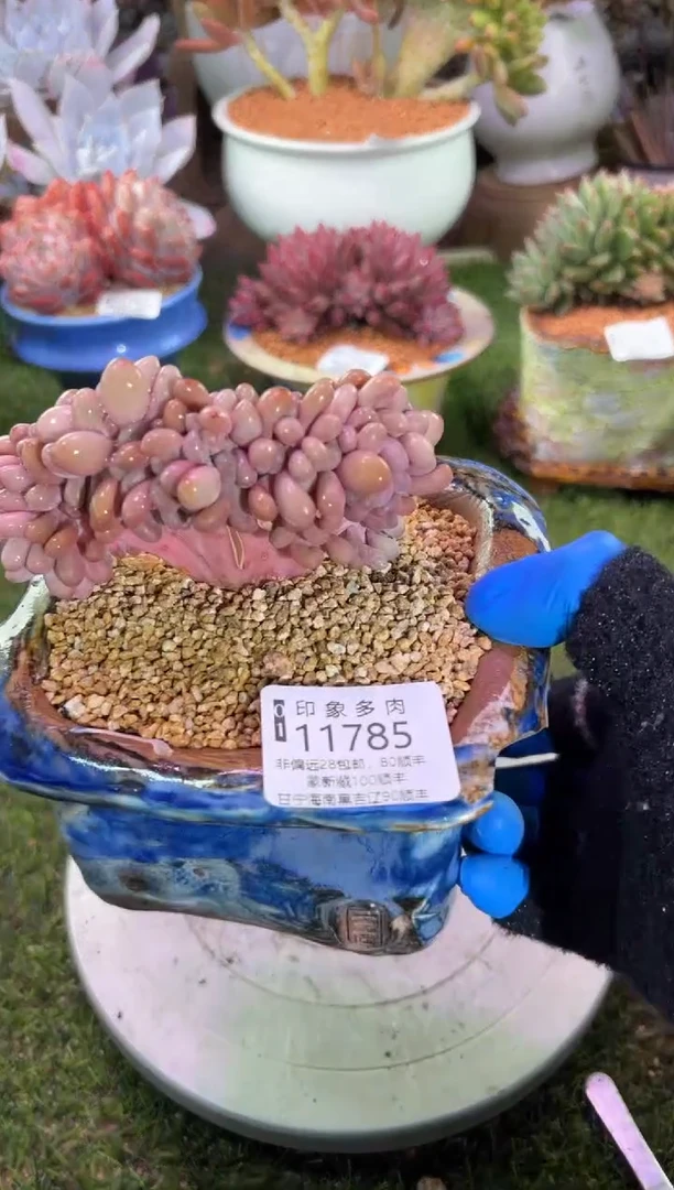 【闪购商品】11785