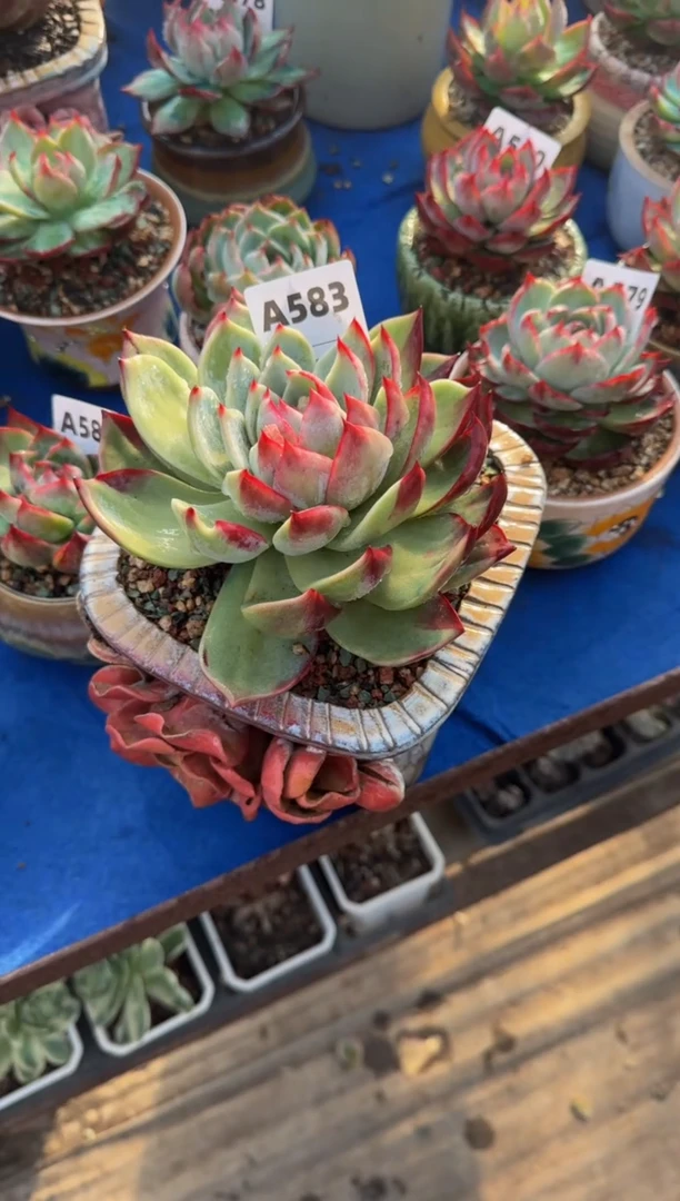 【闪购商品】A583惊鸿仙子（裸根发货）