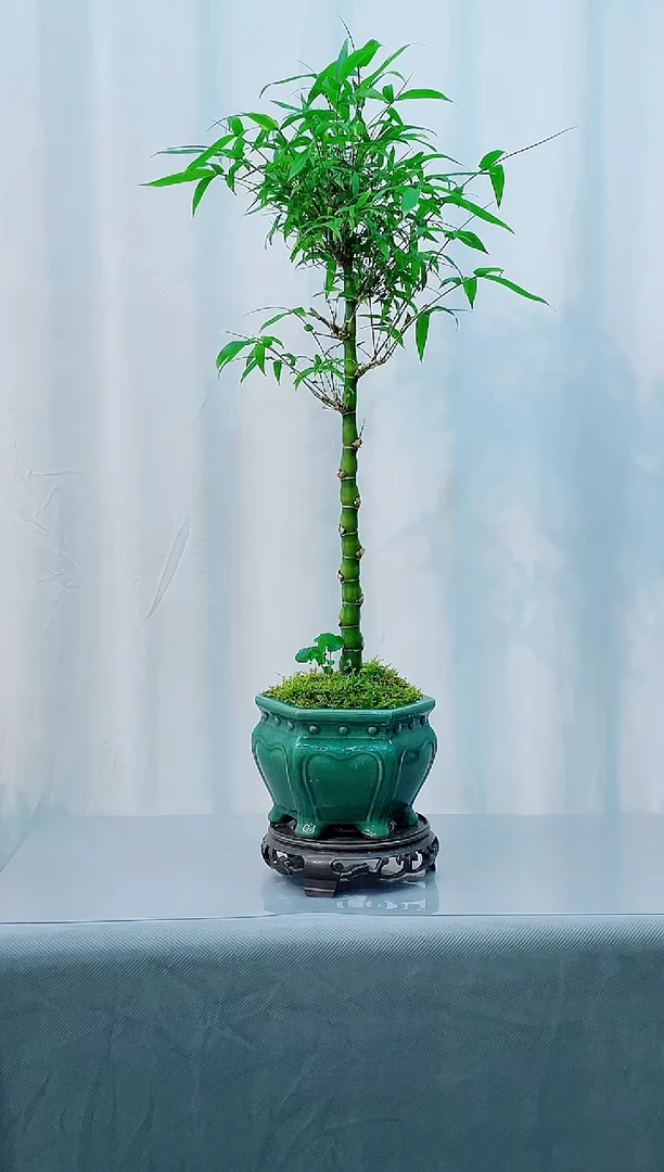 无花朵竹子盆景竹子盆景