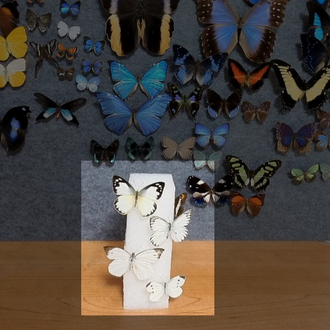 4个粉蝶白色不带框