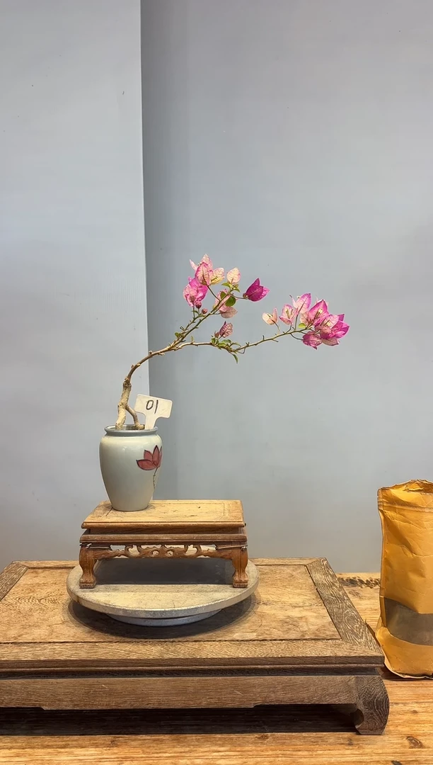 以实际为准合*三角梅1