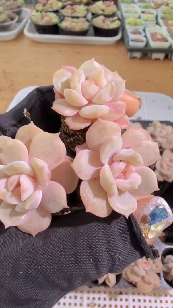 宫花 单双混 3颗量拍混发 满9.9包邮