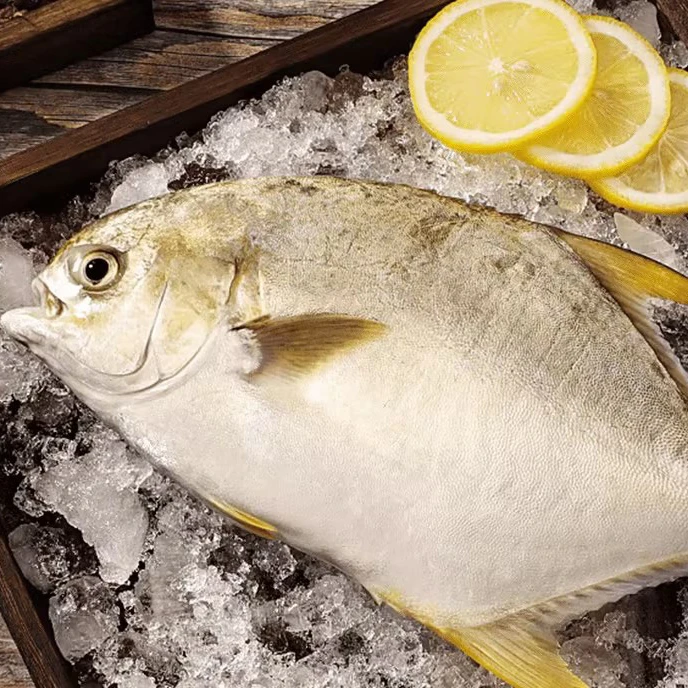 大金鲳鱼4条到手4.2斤  活鱼速冻非活发 不帮杀  约1-1.1斤/条