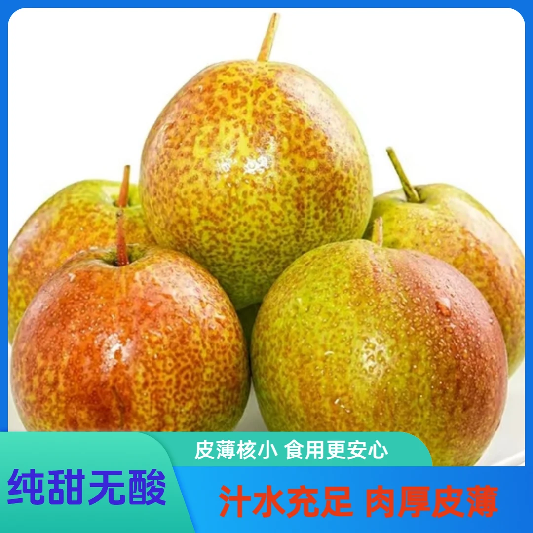 【顺丰/京东】山西玉露香梨 细腻无渣 皮薄核小 汁水充足 当季水果  山西省