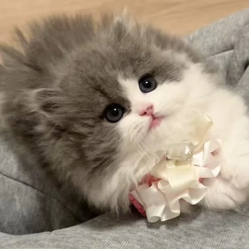 【小阳猫舍1】米努特曼基康拿破仑三花金渐层蓝金渐层乳白蓝白缅因