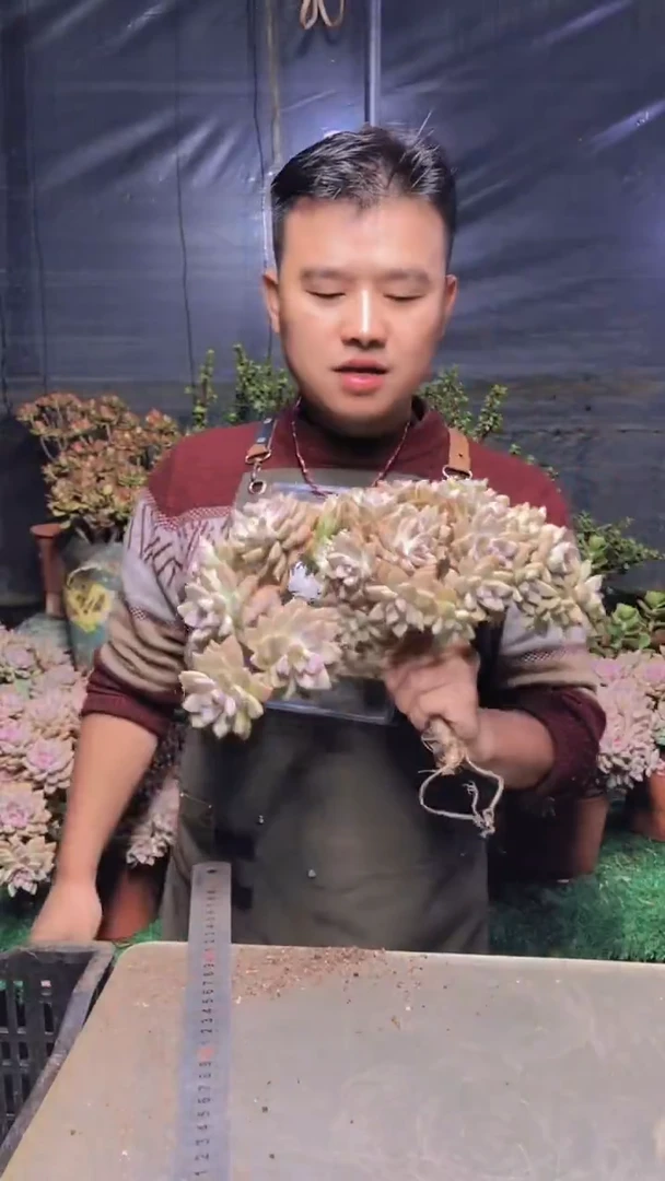 162淡雪缀化一物一拍