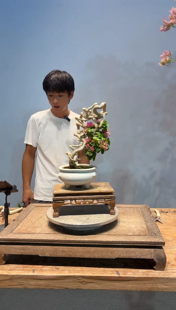 全部花朵萝*三角梅4