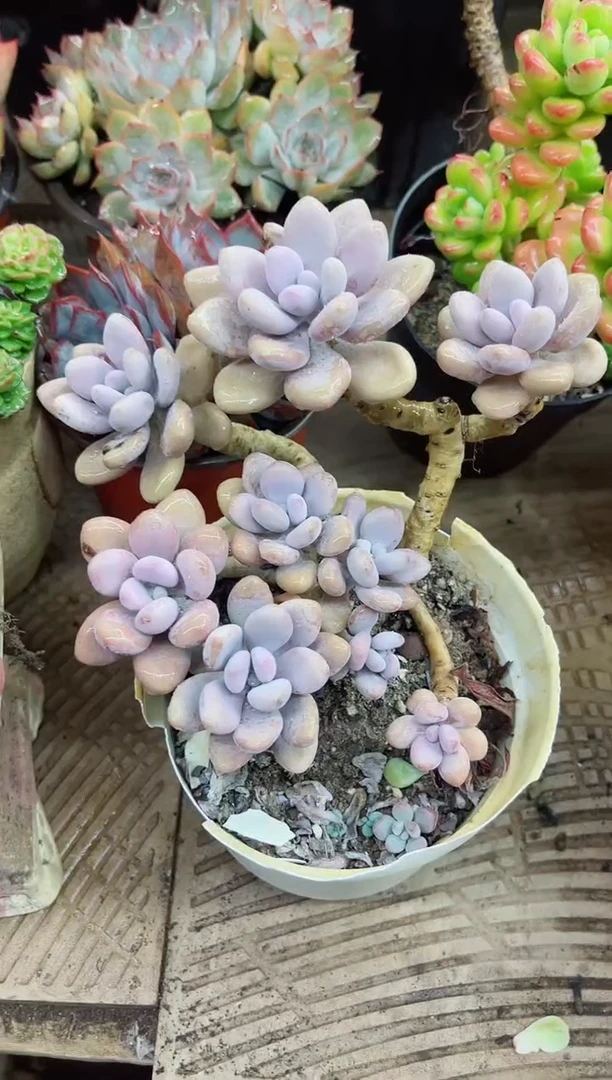 好*光19028多肉植物一物一拍
