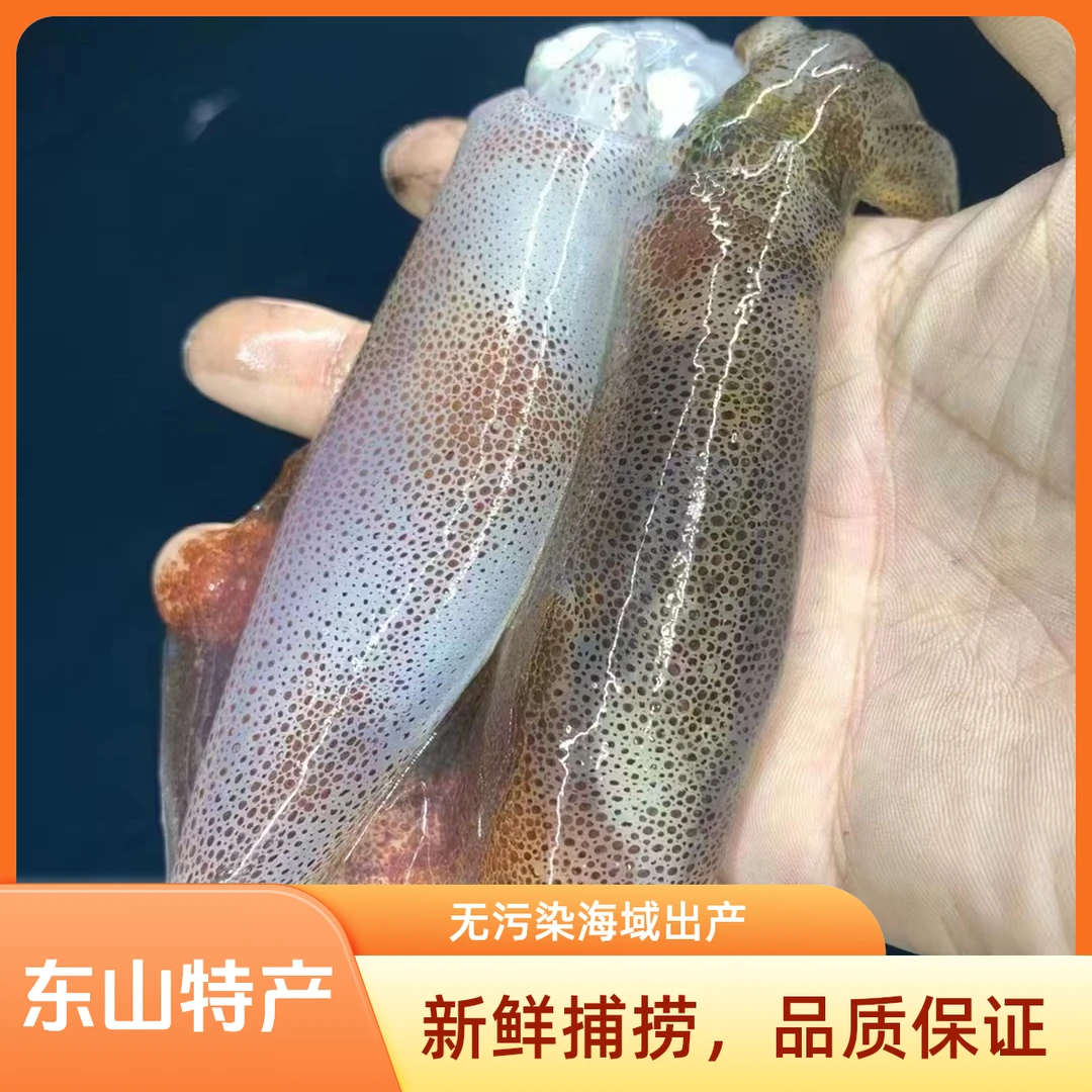 东山新鲜海捕标准管鱿鱼速冻乌贼笔管鱿海兔严选生鲜品质小管本港