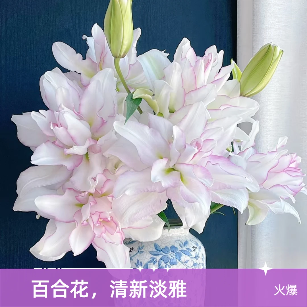 【明日达】冰美人香水百合生活鲜花家养花材明日达今天下单明天就到两单顺丰包邮基地直发现采现发顺丰送货上门