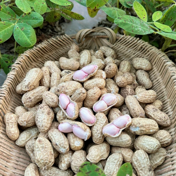 【四川自贡五宝镇】2025新鲜沙地湿粉皮花生
