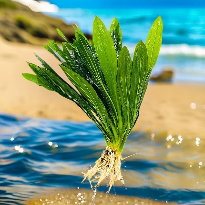 绿九冠水草耐养好活活体新手增氧直接入鱼缸