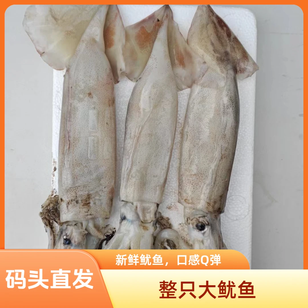 【整只大鱿鱼】海捕整只大鱿鱼 海鲜 肉质鲜嫩 鲜鱿鱼