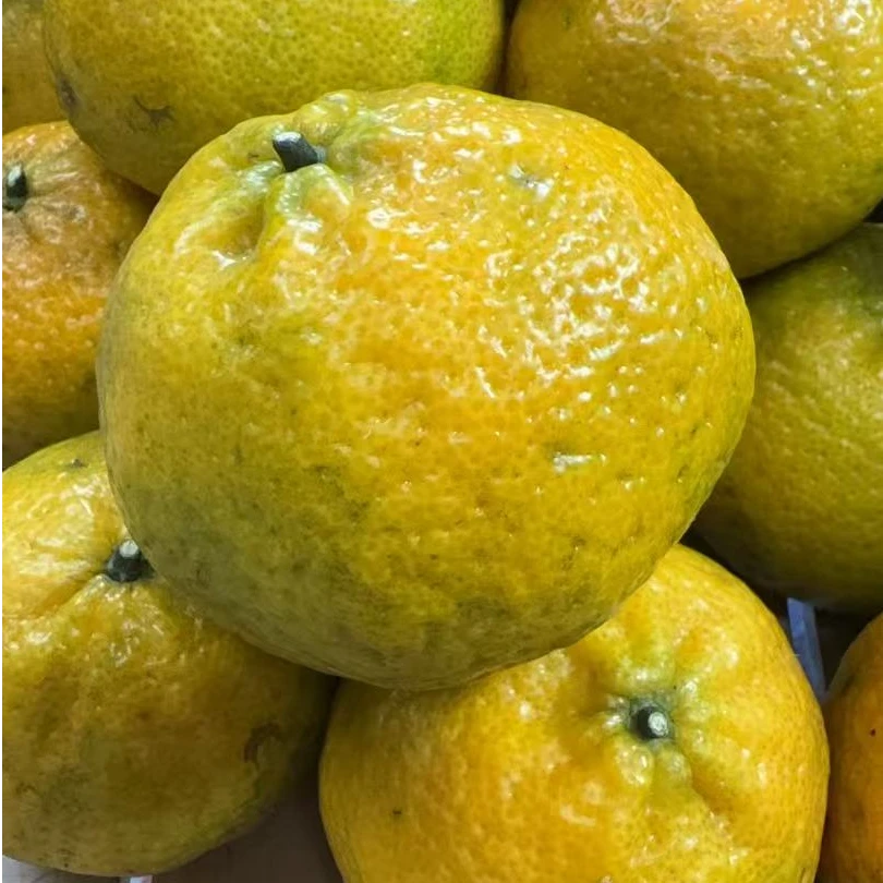 【东甲鲜果福利】东甲8年老树 大红鲜果皮花香九里香 蜜香 新会发货