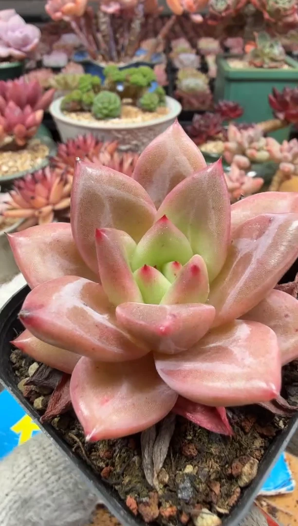 东云多肉园二店-388