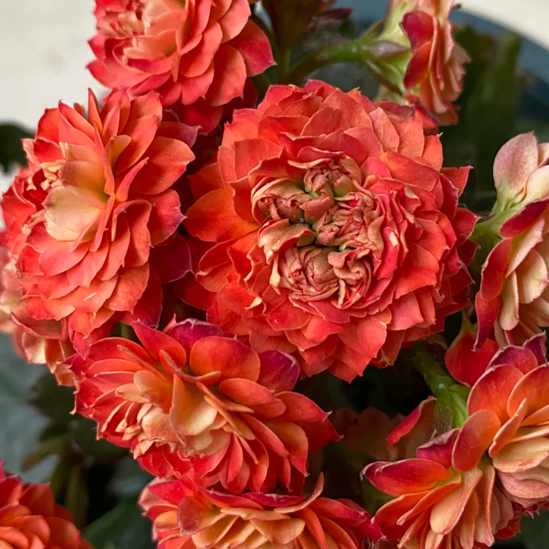 凤栖梧桐  橙色超超超大花满头花苞复花能力强可扦插原盆原土发货