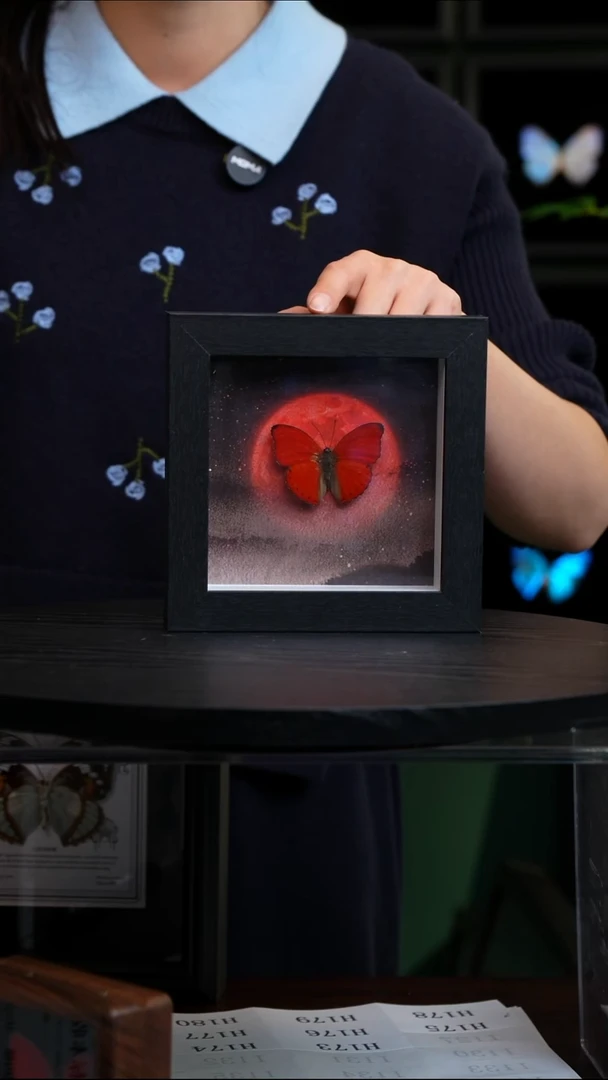 血漪蛱蝶6寸黑色方框红日款