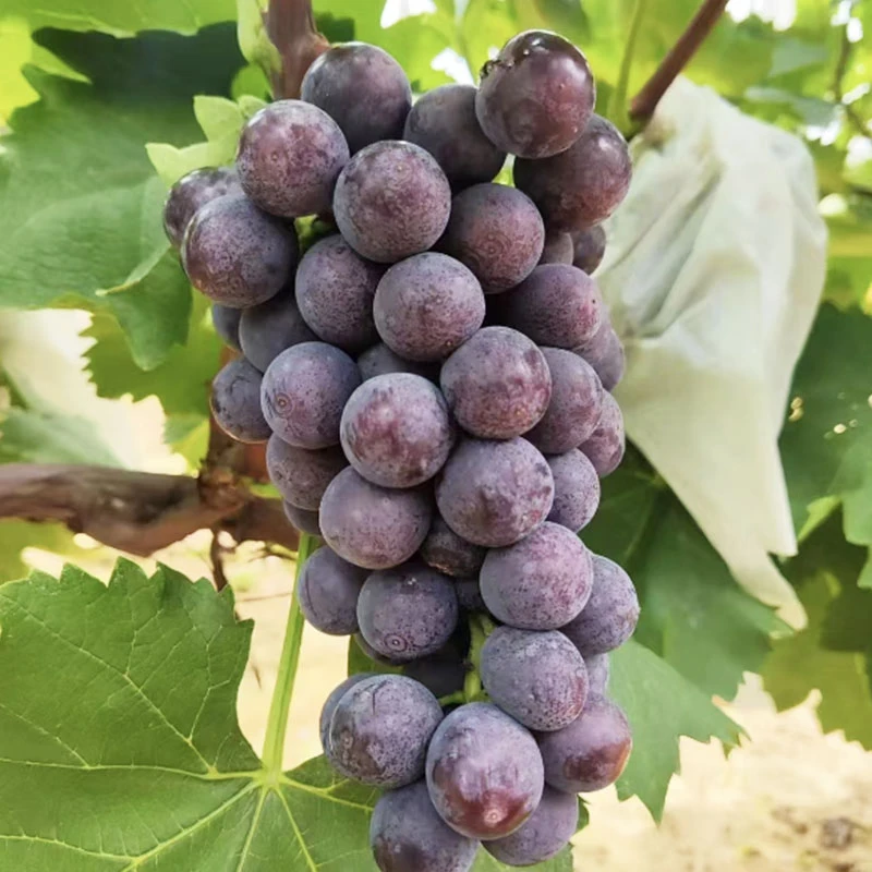 夏黑葡萄 约1kg