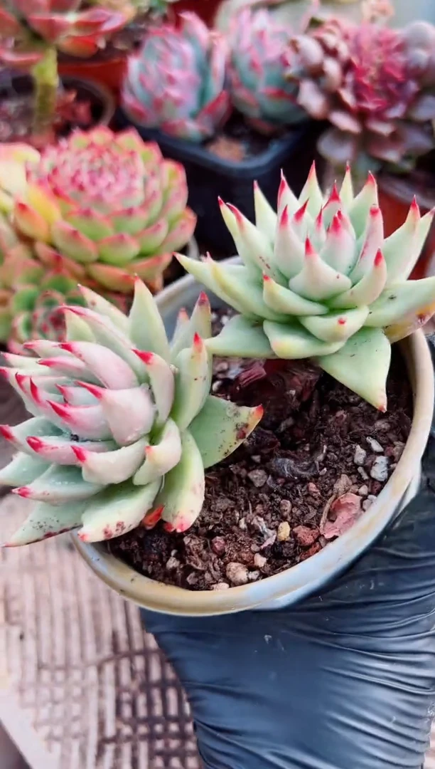 ?**斯多肉植物一物一拍28062