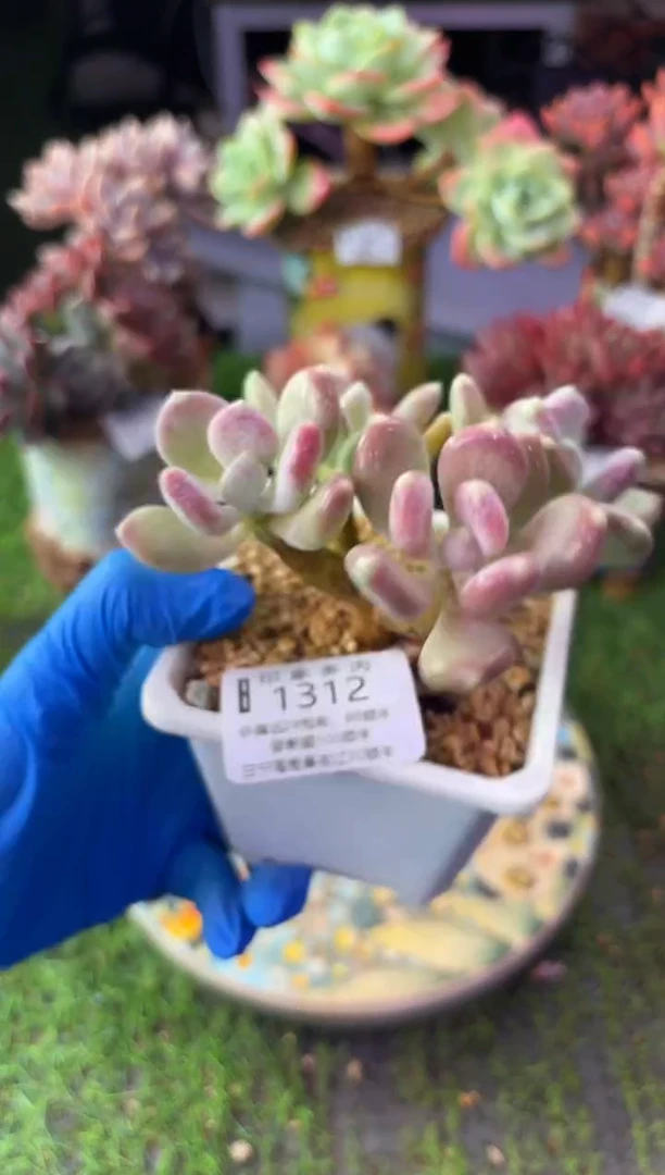 昆明印象多肉01312