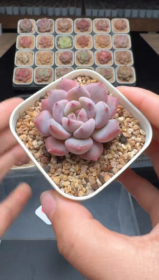 【闪购商品】882号 珍妮杂交多肉 花卉植物