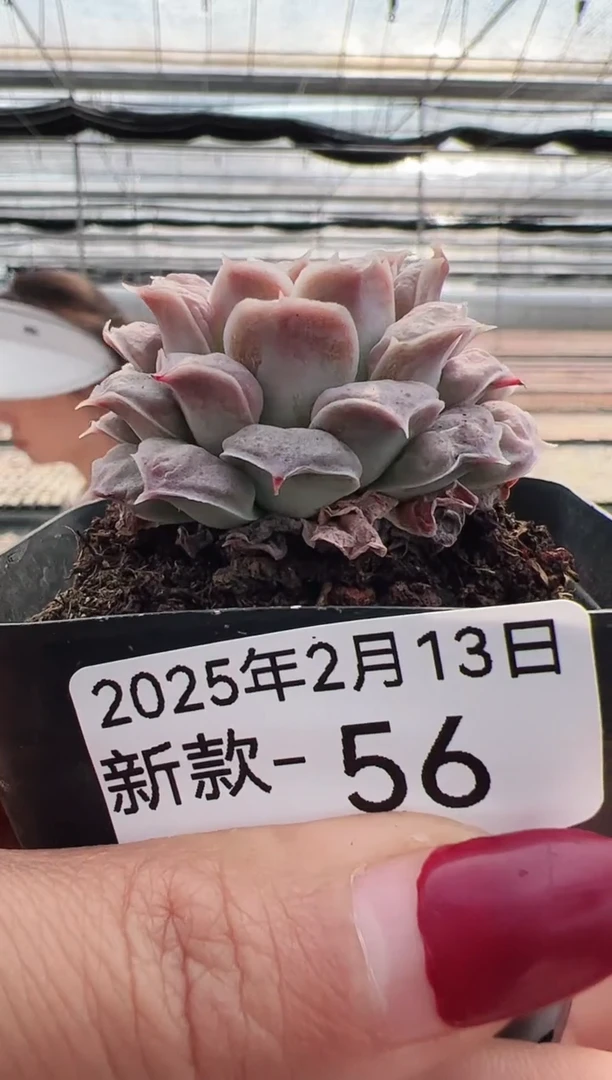 【闪购商品】新款多肉-56