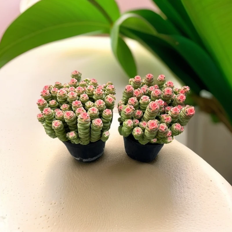 新人福利 钱串拍一发二 带盆带土云南昆明发货