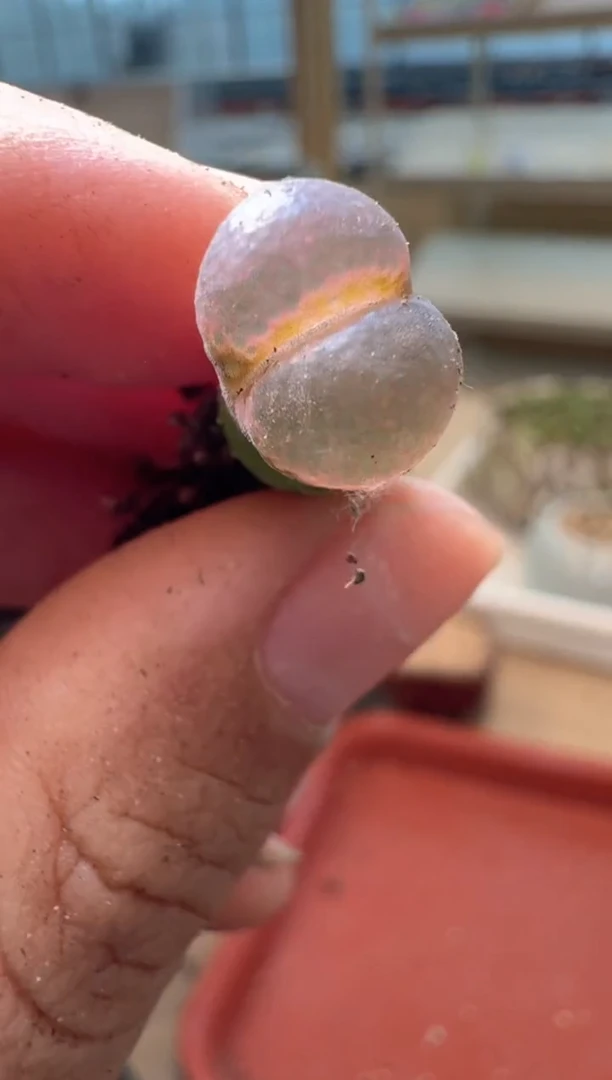 13-336多肉植物肉锥
