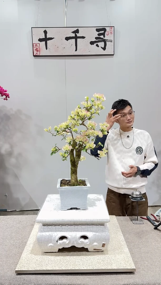 完全开放绿樱三角梅