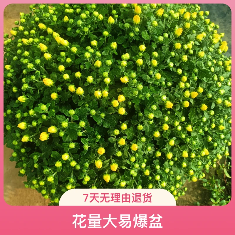 千头菊盆栽多季节开花花量大易爆盆耐热耐寒适合阳台庭院