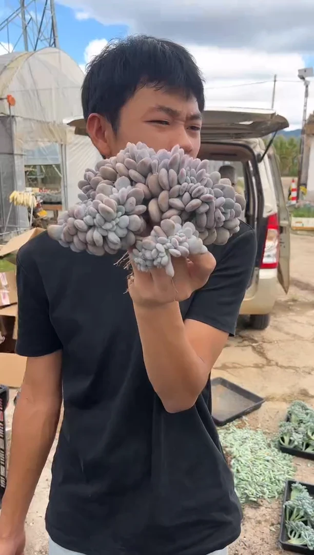 粉兔缀化