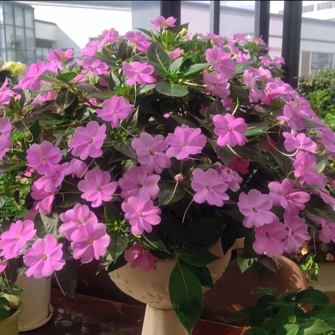 【精品凤仙花】大盆 非小盆栽简单易成活