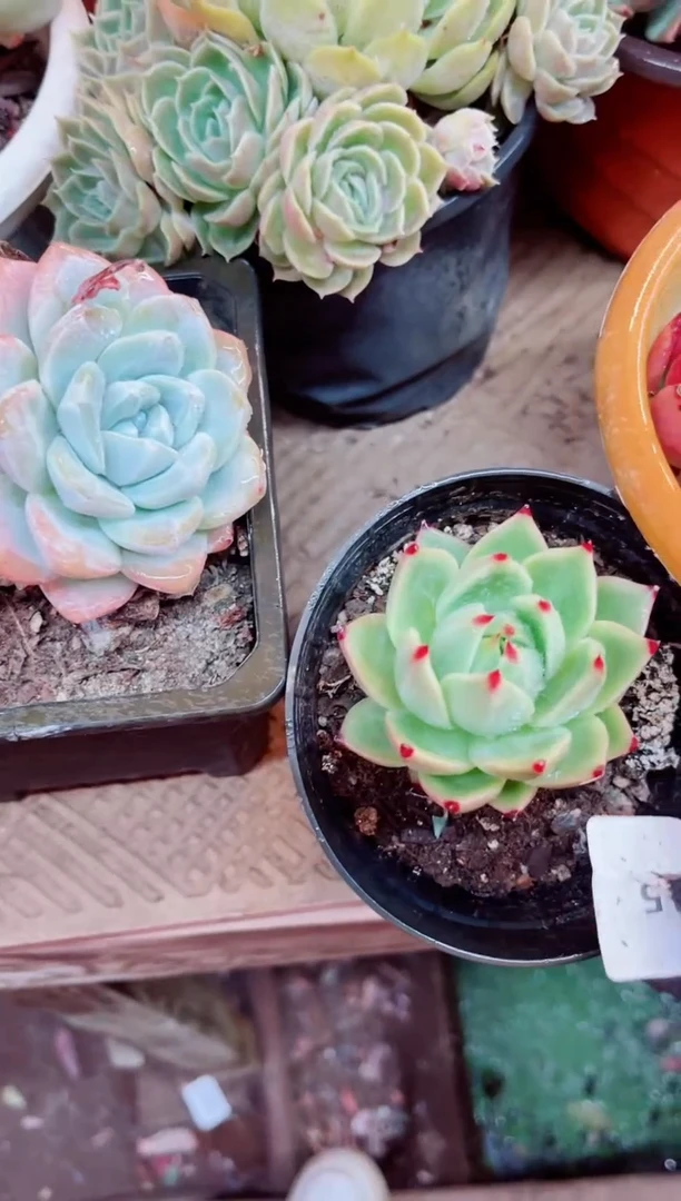 03015多肉植物一物一拍